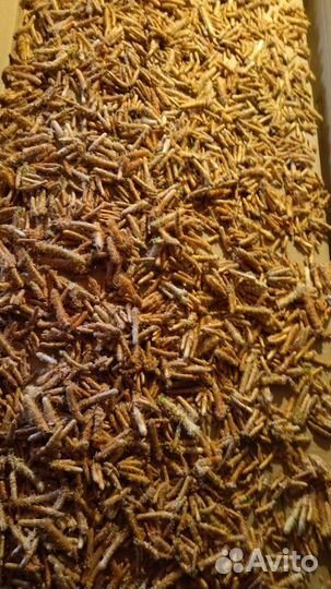 Побеги сосны