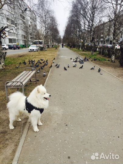 Самоед вязка