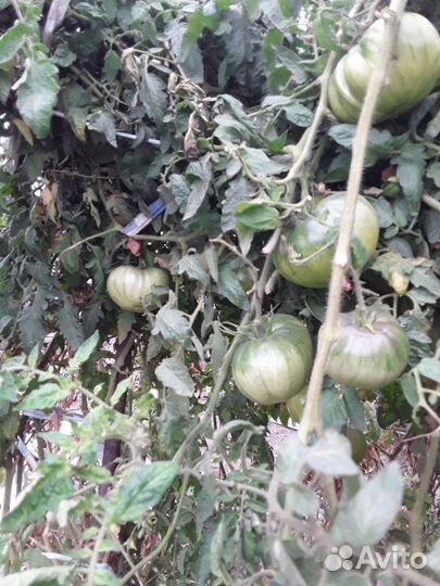 Помидоры зелёные домашние