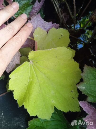 Дармера, гейхера, брунера