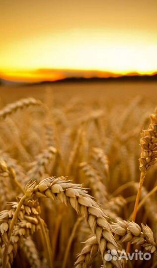 Зерно пшеница ячмень овес