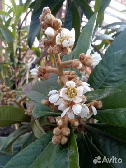 Мушмула японская и абхазская