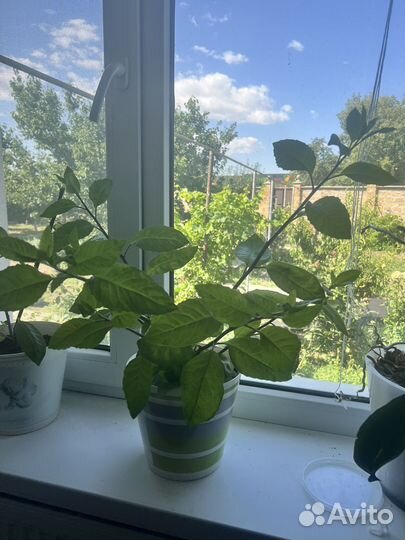 Джинура Листья Бога