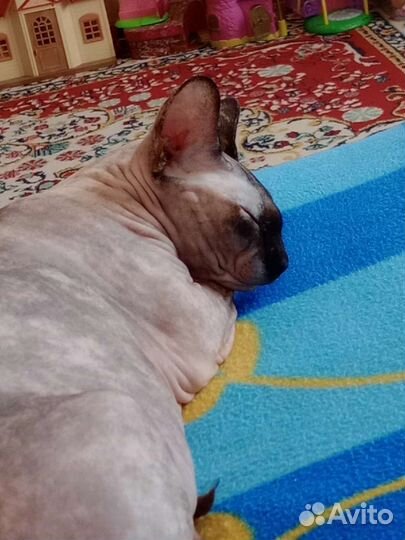 Канадский сфинкс