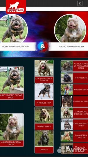 Американский булли щенки