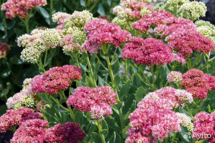 Очиток видный