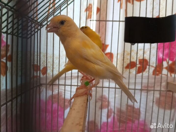 Кенара и канарейки