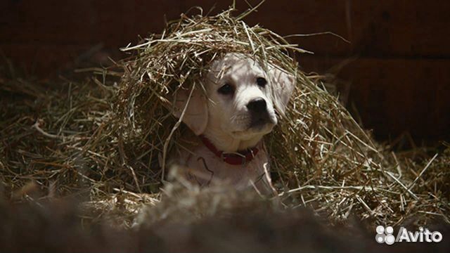 Солома в мешках для подстилки для собак, Доставка
