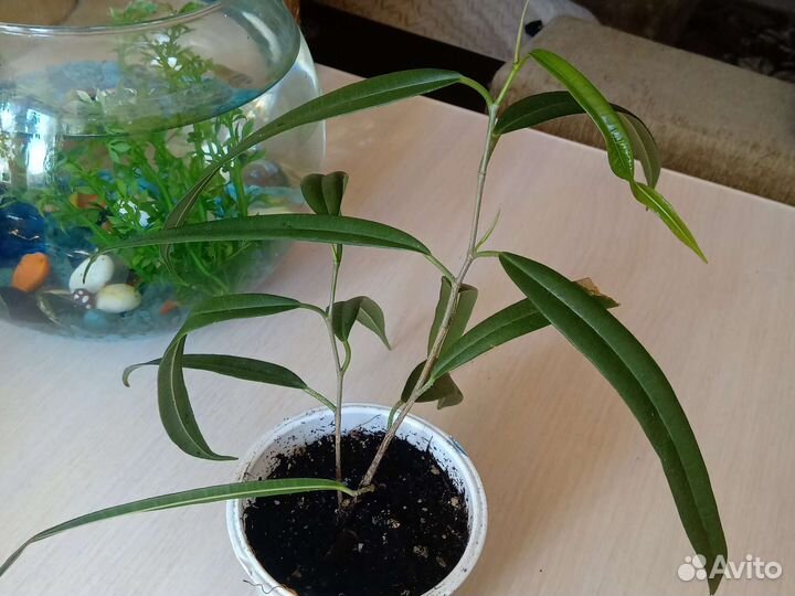 Фикус Али (Биннендийка )