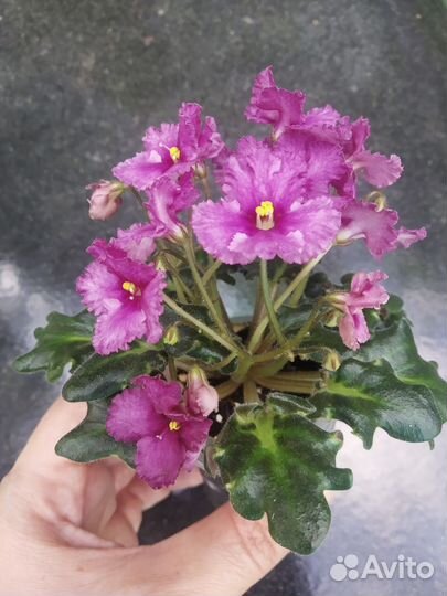 Мини фиалки