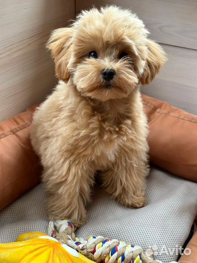 Щенки мальтипу мини