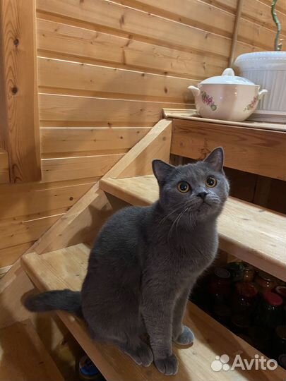 Британская кошка