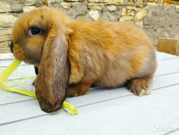 Францкский баран