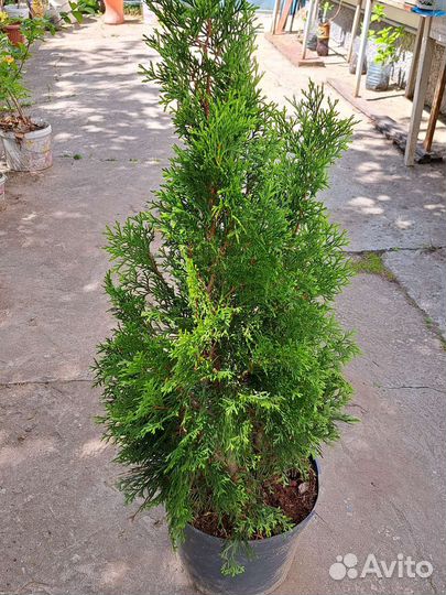 Туя западная 
