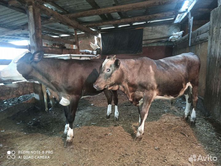 Бычки и телята