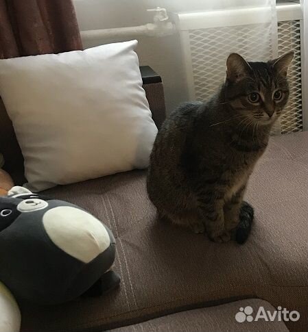 Возьмите добрые люди кошку