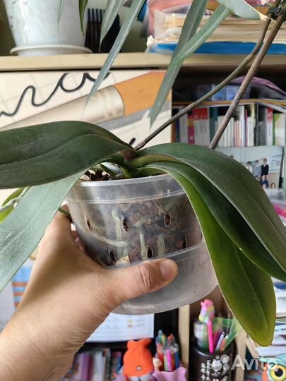 Орхидея Кинг кар далматин