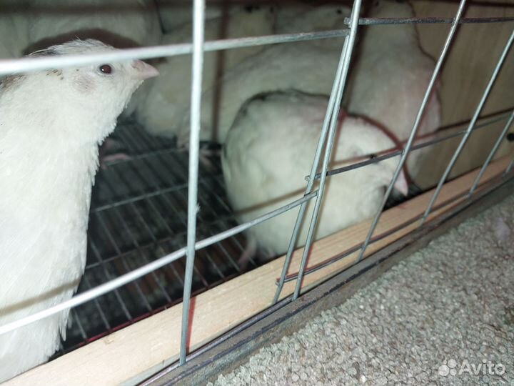 Перепела Радонежский, Селадон, Мачжурский, яйцо