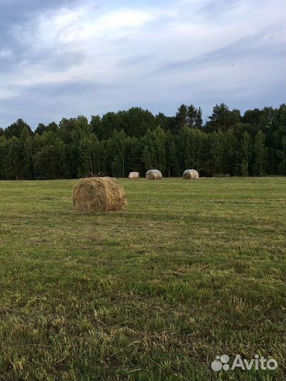 Сено в рулонах