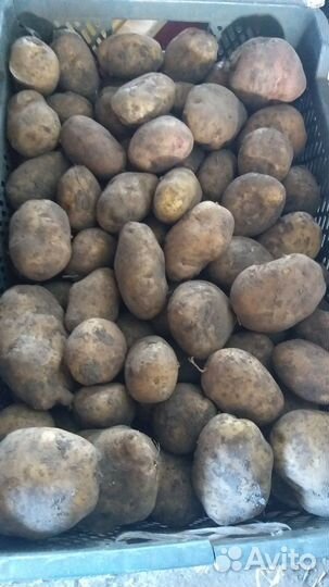 Продам картофель оптом