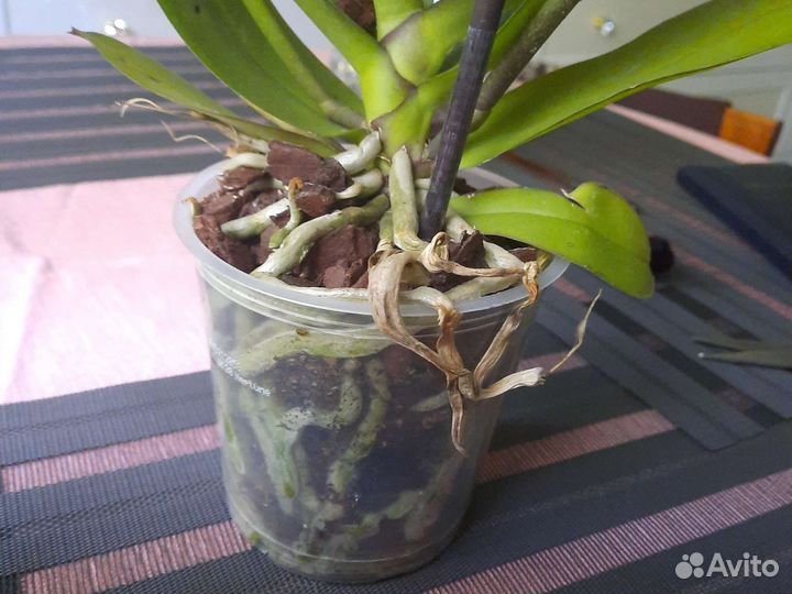 Орхидея фаленопсис