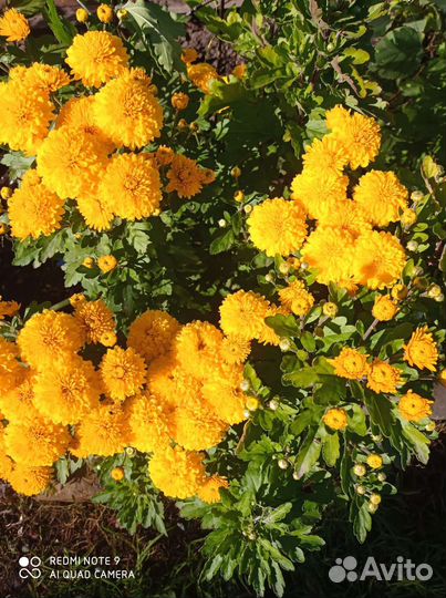 Хризантемы мультифлора