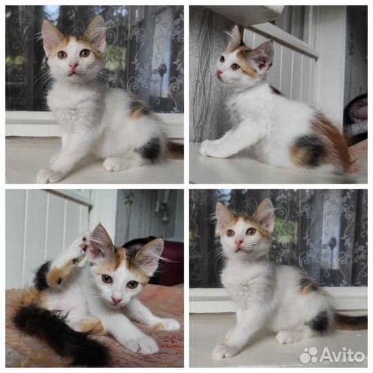 Крымские домашние метисы камышового кота (котята)