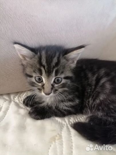 Маленькое чудо