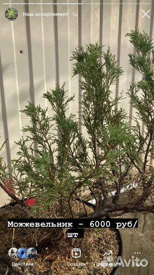 Декоративные садовые кустарники и хвойники