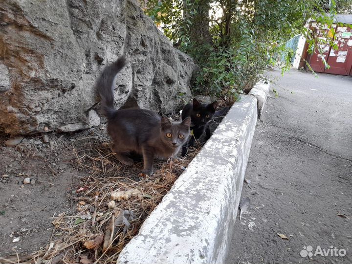 Котята в добрые руки