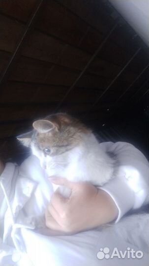 Сибирская кошка