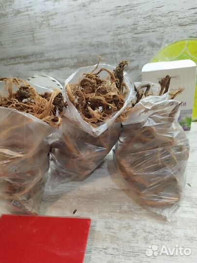 Красный корень Афродизиак