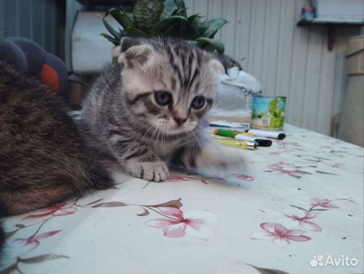 Шотландские вислоухие