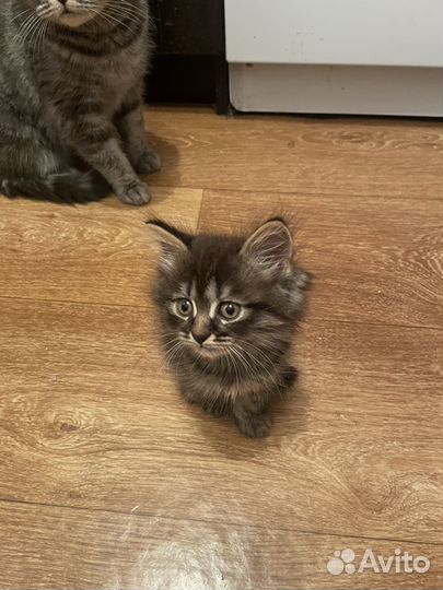 Британские котята