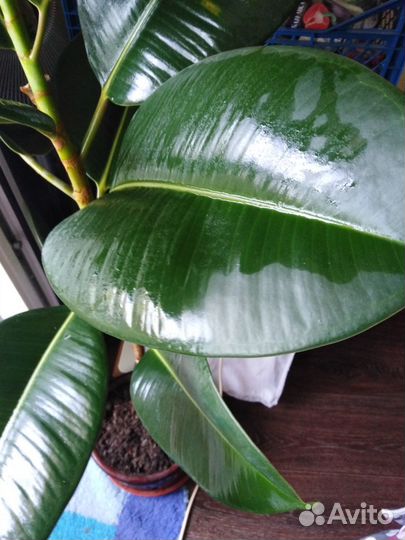 Фикус Робуста