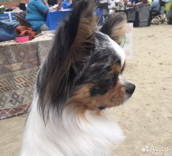 Вязка кобель чихуахуа