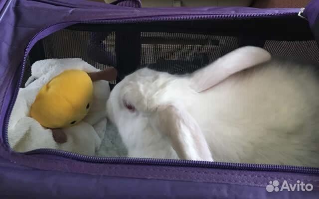 Перевозка животных по россии зоотакси