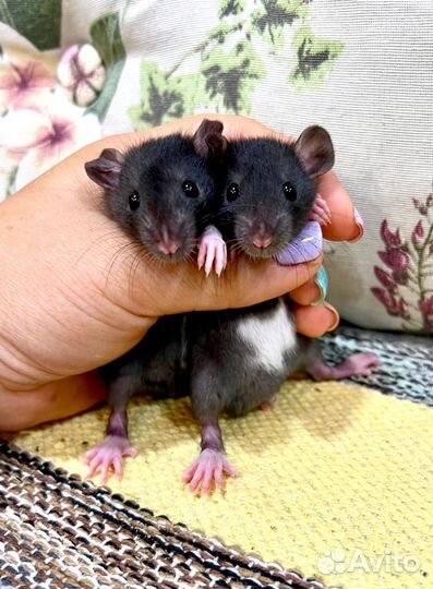 Крысята дамбо крыска крыски крыса