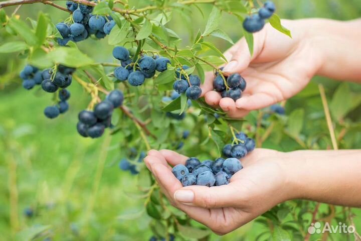 Ягода Малина Черника Смородина