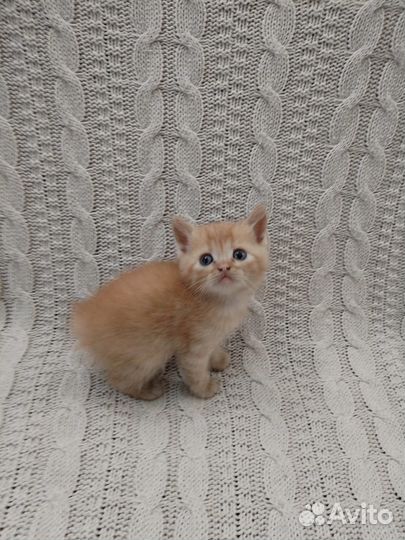 Британские котята