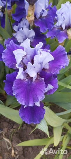 Ирисы бордюрные