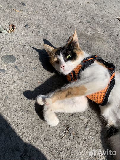 Кошка