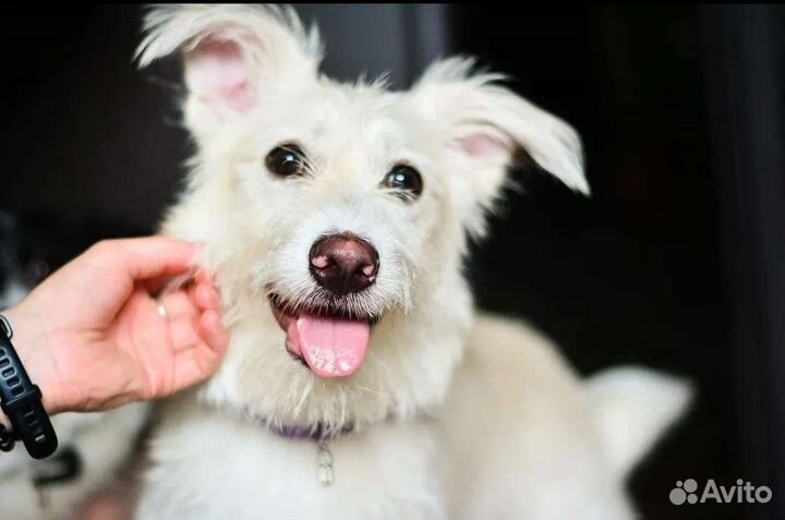 Мальчик и девочка метисы в добрые руки (даром)