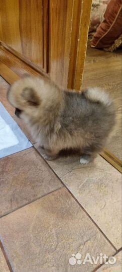 Щенок шпиц мини