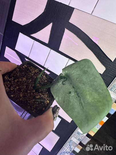 Сциндапсус платинум