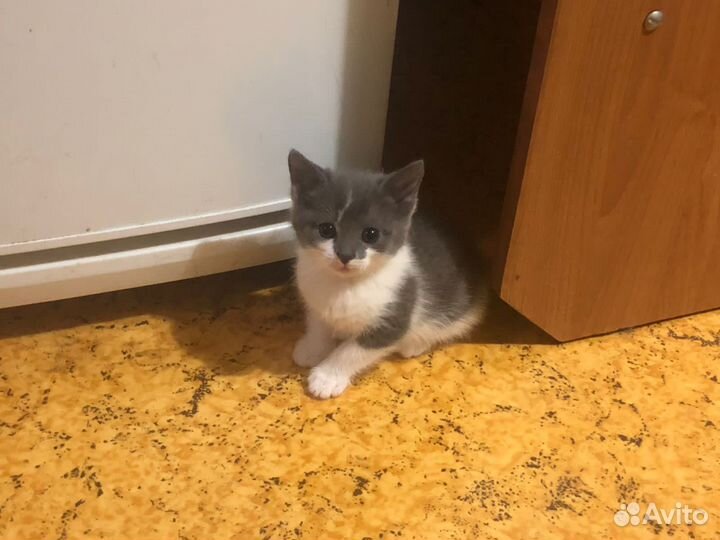 Кошка в дар