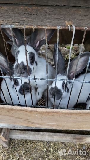 Кролики нпв (строкач)