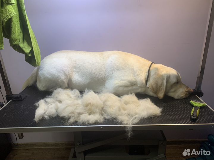 Груминг собак