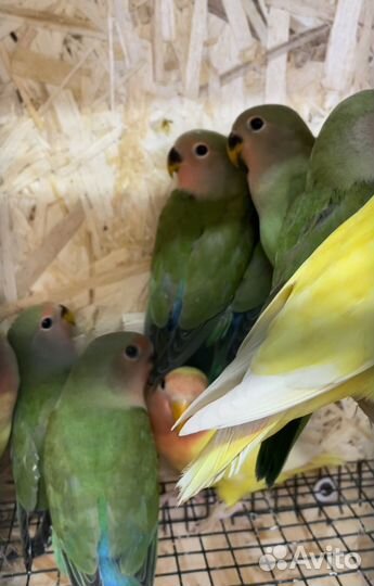 Попугай неразлучники с клеткой