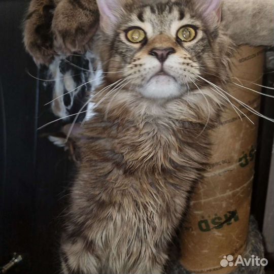 Коты мейн-кун